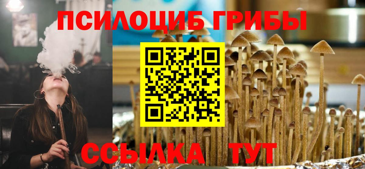 Галлюциногенные грибы Psilocybe Вязники
